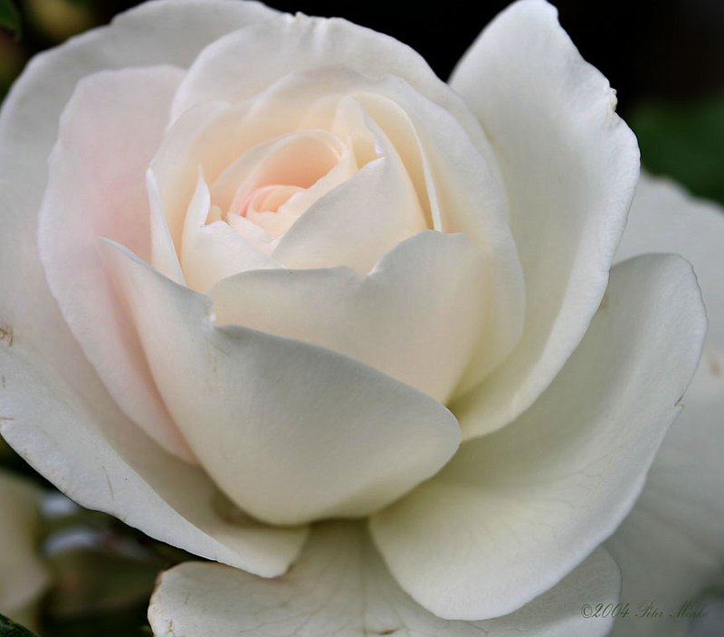 215_1593.jpg - White Rose